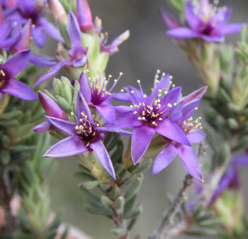 Calytrix violacea