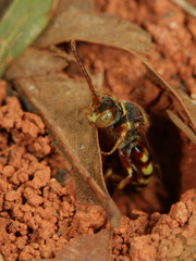Nomada imbricata