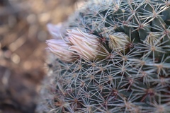 Mammillaria grusonii