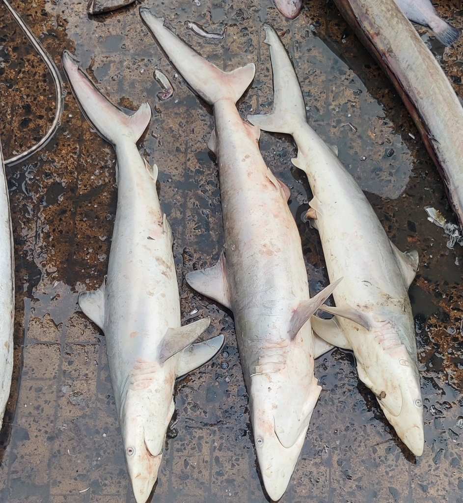 Hardnose shark (Carcharhinus macloti) — Carcharhinidae