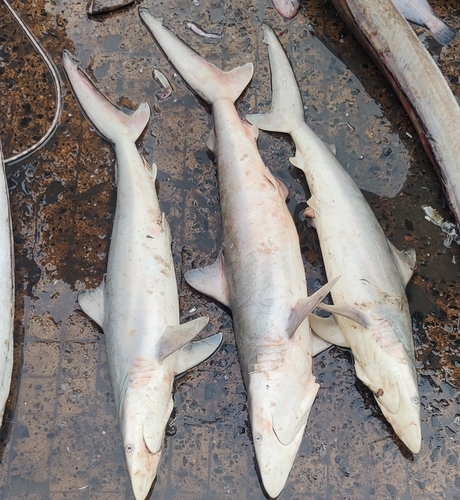 Hardnose shark (Carcharhinus macloti) — Carcharhinidae