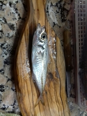 Trachurus trachurus