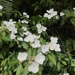 Hydrangea luteovenosa - Photo no hay derechos reservados, subido por Mason Brock