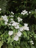 Hydrangea luteovenosa - Photo no rights reserved, uploaded by Mason Brock