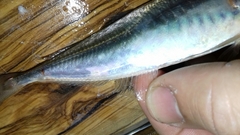 Trachurus trachurus