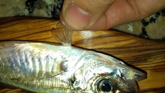 Trachurus trachurus