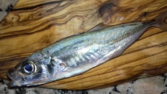 Trachurus trachurus