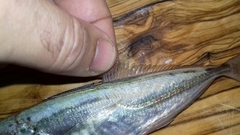 Trachurus trachurus
