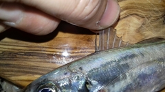 Trachurus trachurus