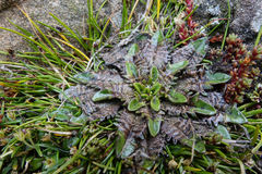 Plantago triandra