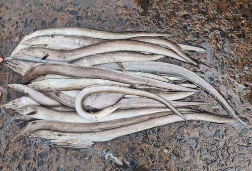 Daggertand-zeepaling (Muraenesox cinereus) — Muraenesocidae — 4