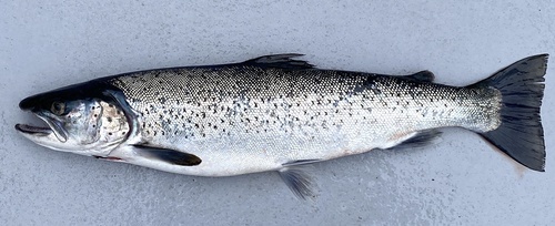 Sea trout (Salmo trutta trutta) — Salmonidae