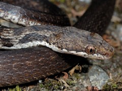 Seychelles Wolf Snake photo 2