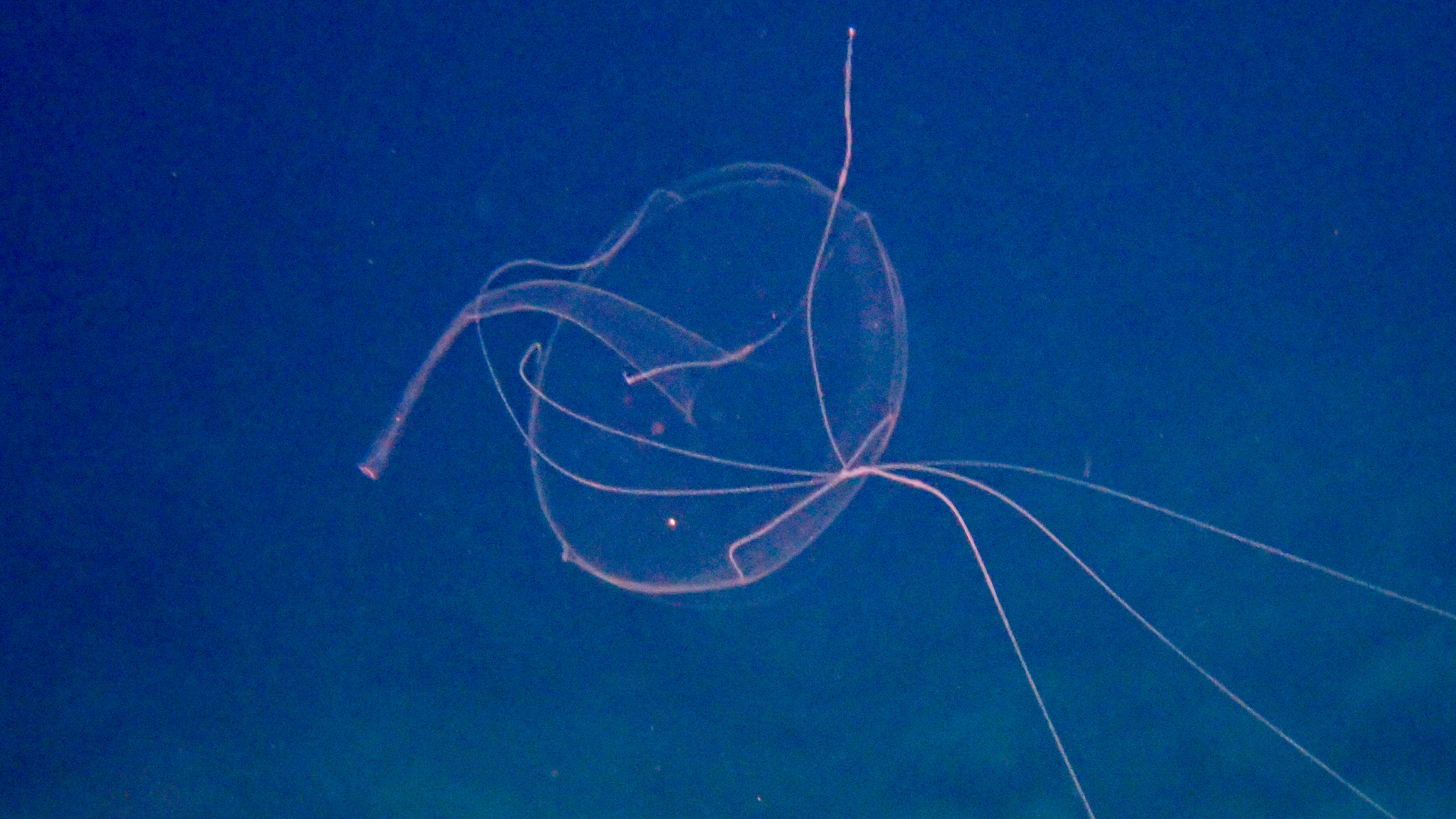 Geryonia proboscidalis (Forsskål, 1775)