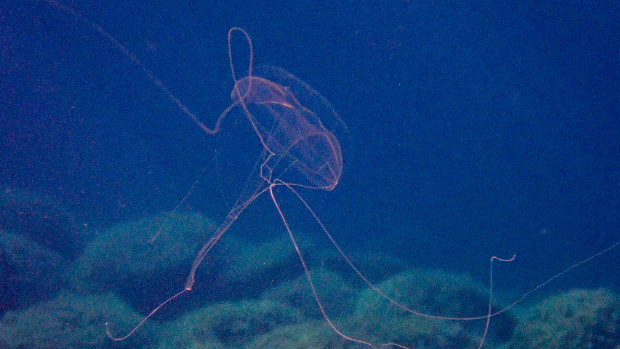 Geryonia proboscidalis (Forsskål, 1775)