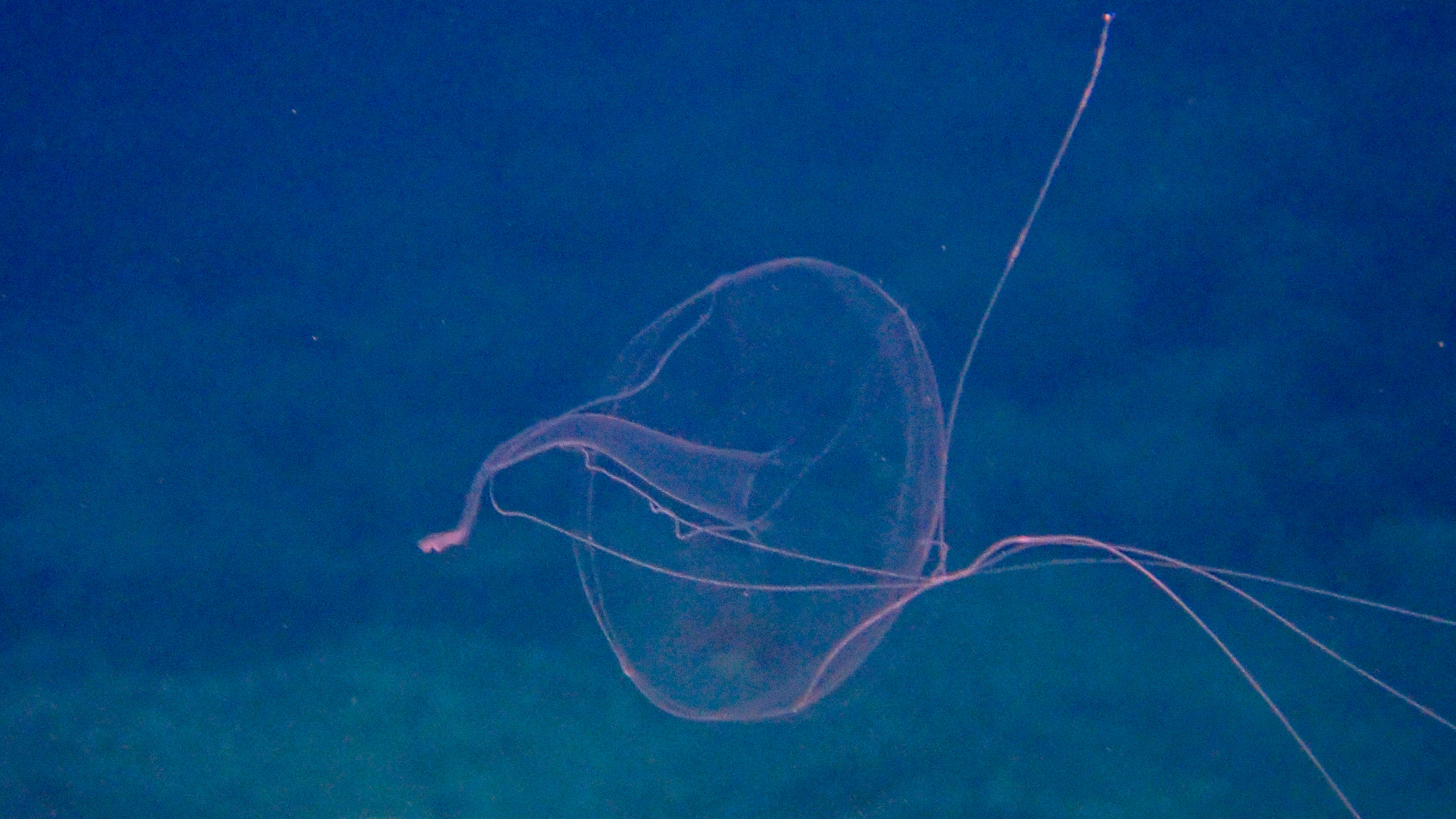 Geryonia proboscidalis (Forsskål, 1775)