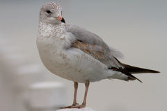 Larus delawarensis