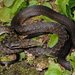 Seychelles Wolf Snake - Photo (c) Paolo Mazzei, some rights reserved (CC BY-NC), uploaded by Paolo Mazzei