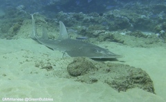 Rhynchobatus djiddensis