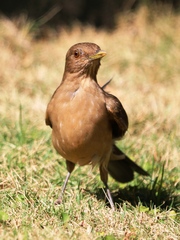 Turdus grayi