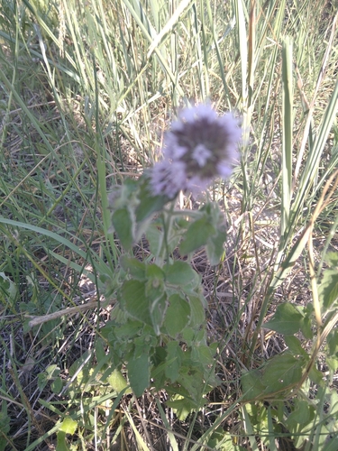 Mentha aquatica iNat (2)