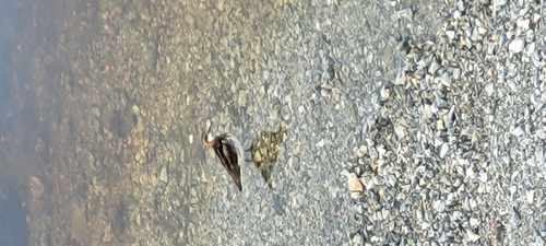 Red-necked Phalarope