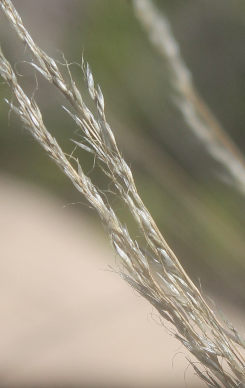 Muhlenbergia montana