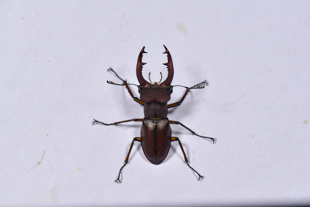 Lucanus fortunei