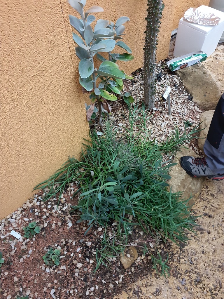 Senecio crassissimus 2