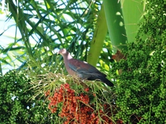 Patagioenas flavirostris