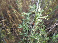 Cryptocephalus sanguinicollis