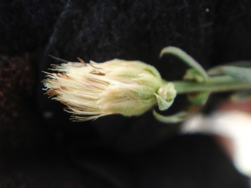 Image of Baccharis brachyphylla by no rights reserved