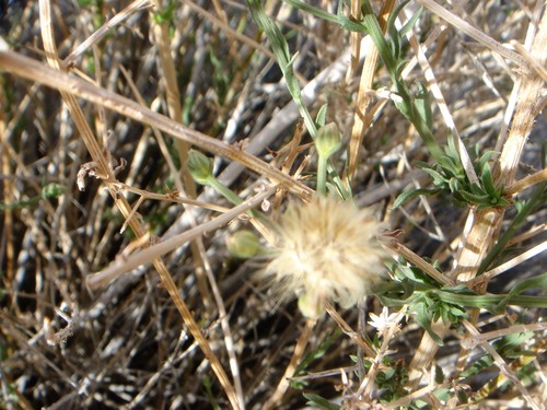 Image of Baccharis brachyphylla by no rights reserved