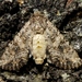 Nutmeg Moth - Photo (c) SteveM4560, some rights reserved (CC BY), uploaded by SteveM4560