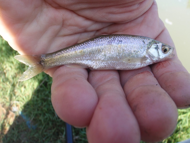 Calle minnow (Pseudophoxinus callensis) — Cyprinidae
