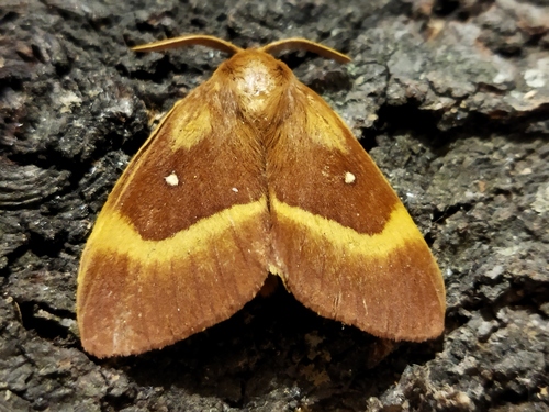 Oak Eggar photo 6