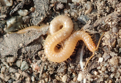Geophilus regnans