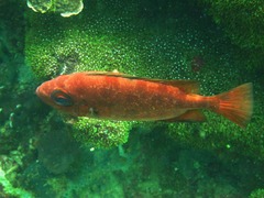 Heteropriacanthus