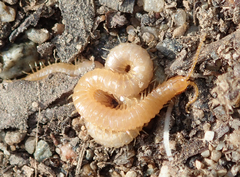 Geophilus regnans