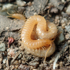 Geophilus regnans