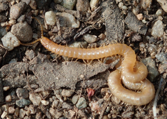 Geophilus regnans