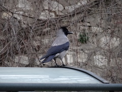 Corvus cornix