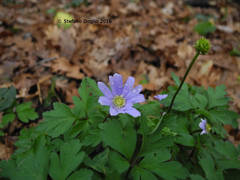 Anemonoides apennina