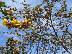 Fremontodendron mexicanum