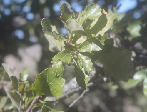 Quercus charcasana