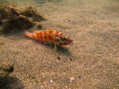 Epinephelus fasciatus