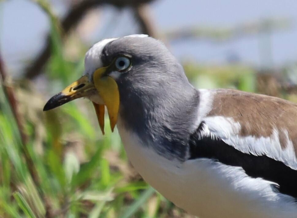White-crowned Lapwing (Vanellus albiceps)