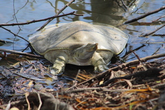 Apalone spinifera guadalupensis
