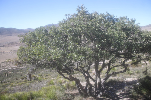 Quercus charcasana