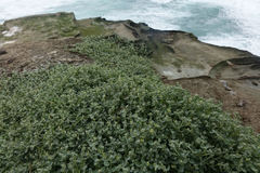 Atriplex buchananii